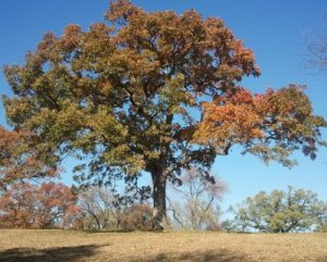 This White Oak tree—with a branching form, and leaves that drop in the autumn—is characteristic of most angiosperms. Their high density and rich heartwood colors make hardwoods well-suited for furniture and interior woodwork.
